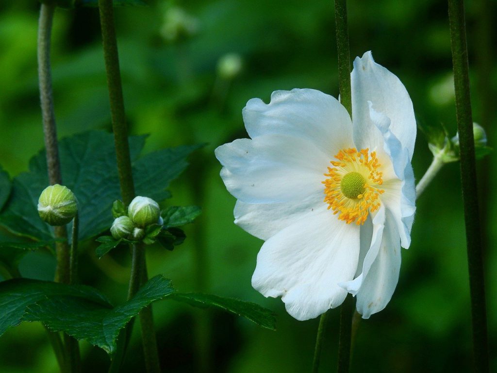 japanese anemone, flower, plant